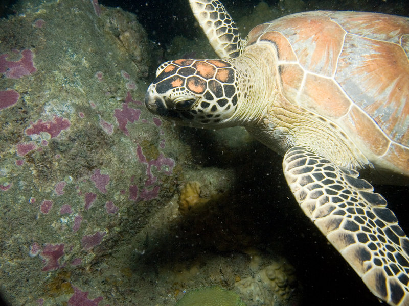 Turtle